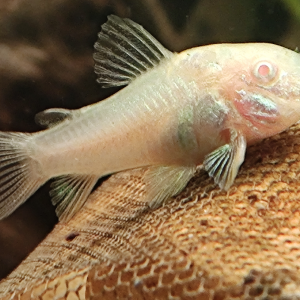 Corydoras aeneus albinos