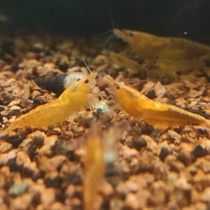 Neocaridina Sakura Orange