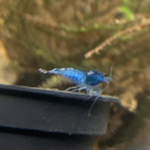 Neocaridina blue velvet