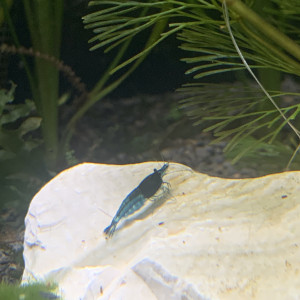 Neocaridina blue velvet