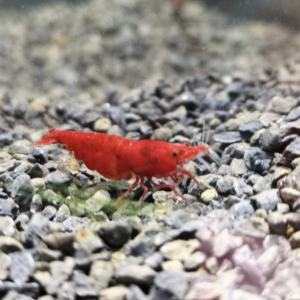 Crevettes red cherry