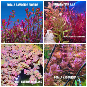 Plante d’aquarium / aquascaping / rare / aquatique