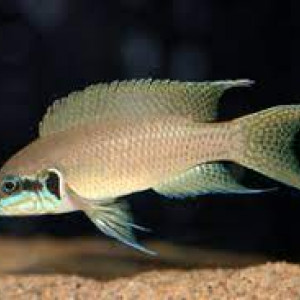 néolamprologus brichardii