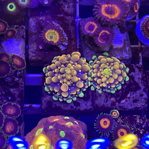 Zoas dispo