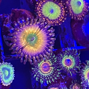 Zoas dispo