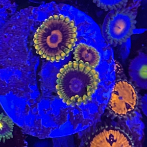 Zoas dispo