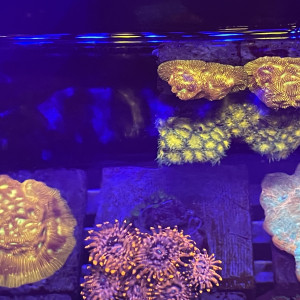 Zoas dispo