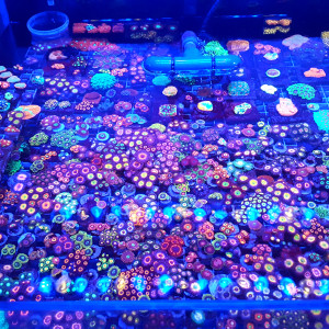 Zoas dispo