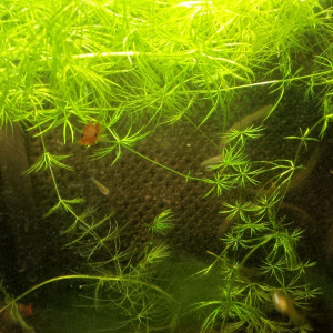 Ceratophyllum demersum plante flottante