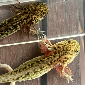Jeunes axolotls