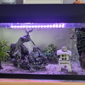 Aquarium complet à vendre