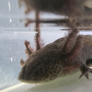 Axolotl sauvage femelle