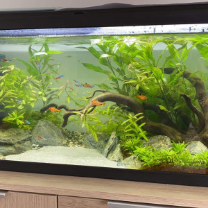 Aquarium 85L + kit d’entretien