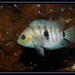 Cryptoheros Septemfasciatus jeune