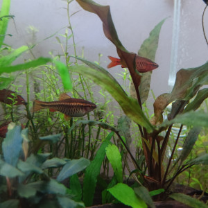 Barbus cerise (Puntius titteya)