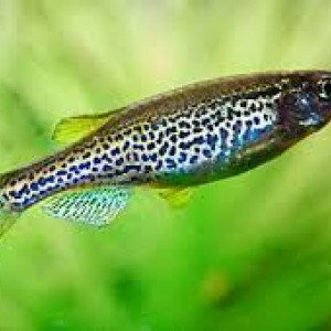 Danio frankei