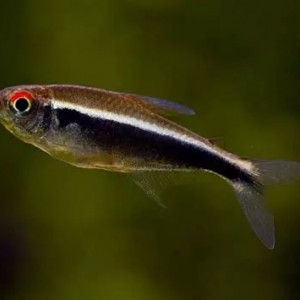 Hyphessobrycon herbertaxelrodi