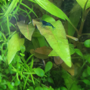 Crevette blue velvet