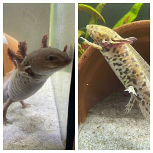 Axolotl