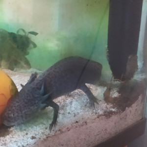 Vends axolotl