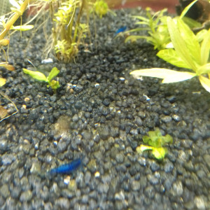 Crevette blue velvet