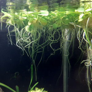 Plantes flottantes