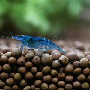 Crevettes (Neocaridina heteropoda) "Blue Velvet"