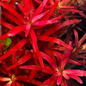 Rotala blood red sg variant plante rare