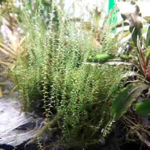 Mousse plante aquarium Amblystegium Serpens