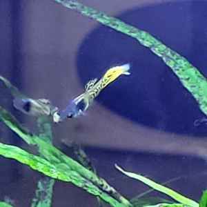 Guppy endler mâle