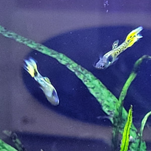 Guppy endler mâle