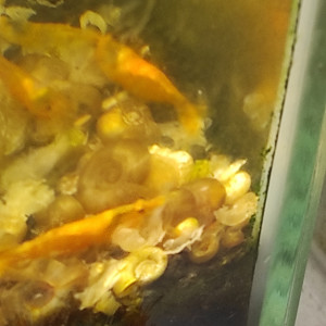 10 crevettes neocaridina orange pour 15 euros