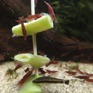 Plantes, crevettes red cherry