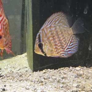 Discus 6-7cm