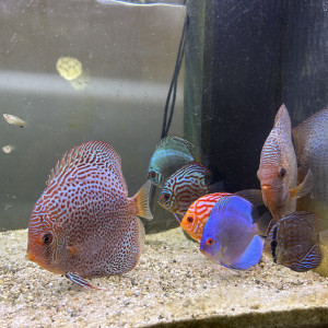 Couple reproducteur discus