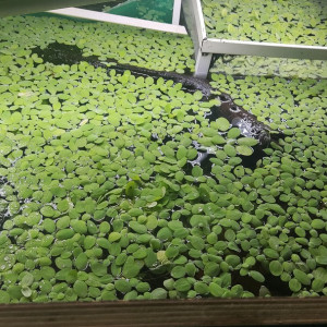 Pistia stratiotes laitue d'eau