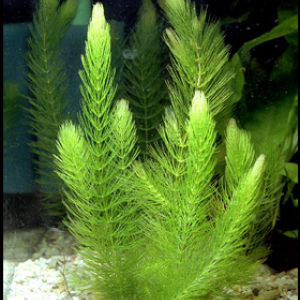 ceratophyllum