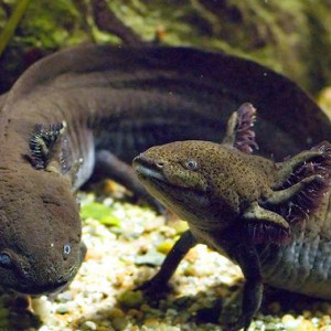 Recherche couple Axolotl