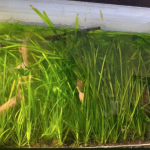 Vallisneria