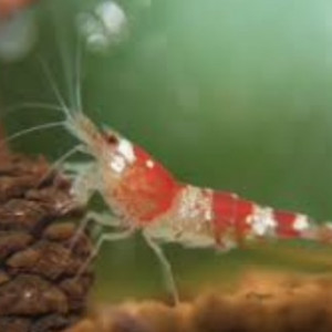 Caridina cf. cantonensis - Red Crystal CRS