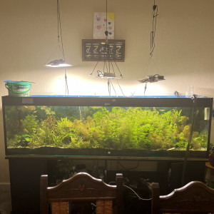 Aquarium 2 m +ou - 1500l