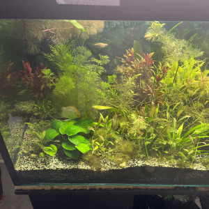 Aquarium 2 m +ou - 1500l