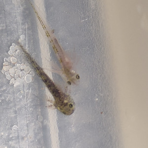 Axolotls