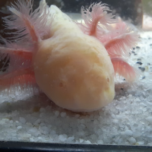 Axolotls à vendre ! (16cm à 20cm et +) mâles et femelles