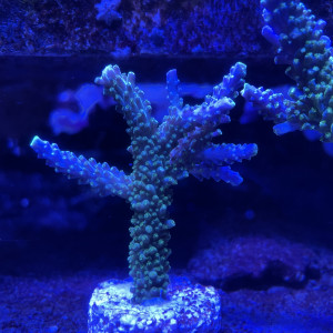 Acropora secale (joker)