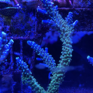 Acropora secale (joker)