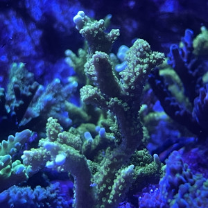 Montipora digitata vert