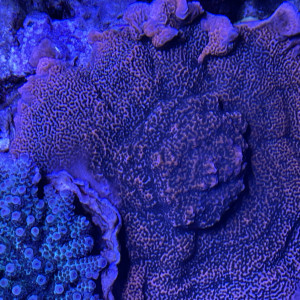 Montipora palawanensis