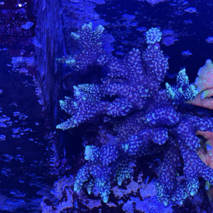 Montipora danae