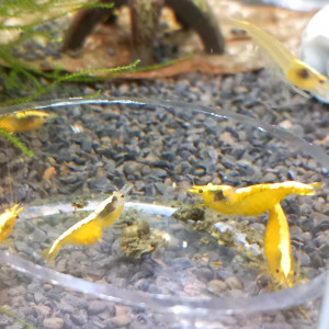 CREVETTE YELLOW NÉON